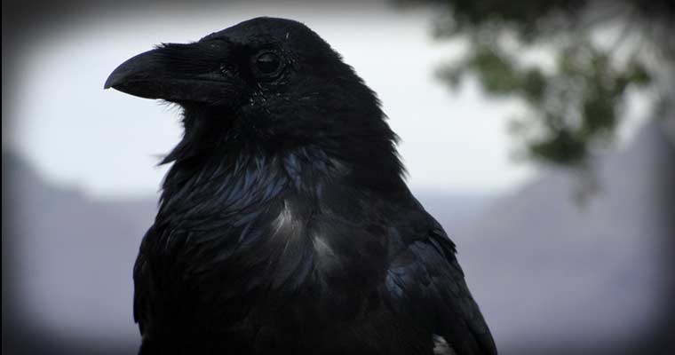 Crow [Grand Canyon, Arizona / 2009]